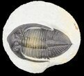 Multi-Toned Zlichovaspis Trilobite #54345-1